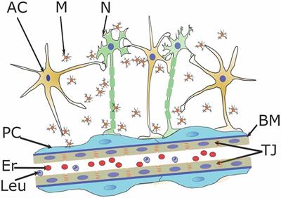 Designing in vitro Blood-Brain Barrier Models Reproducing Alterations in Brain Aging